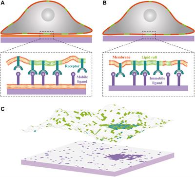 Interplay Between Receptor-Ligand Binding and Lipid Domain Formation Depends on the Mobility of Ligands in Cell-Substrate Adhesion